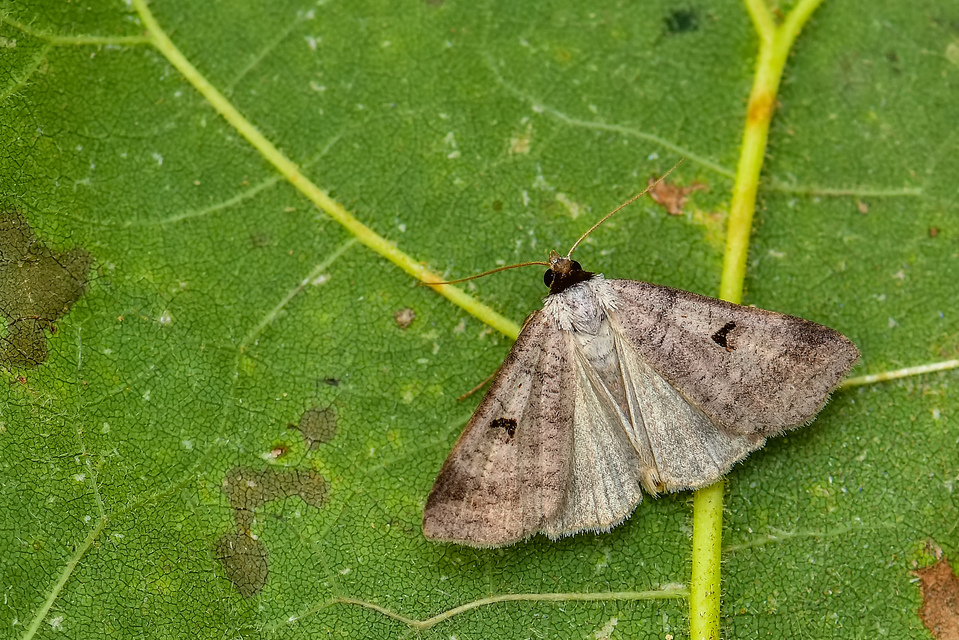 Lygephila pastinum - közönséges csüdfűbagoly