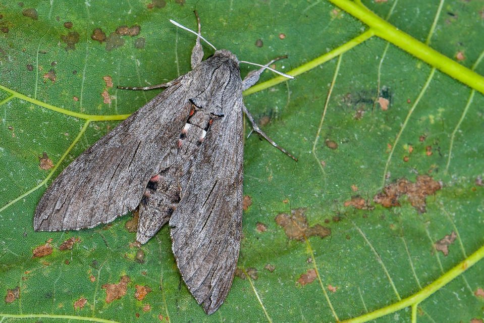 Agrius convolvuli - szulákszender