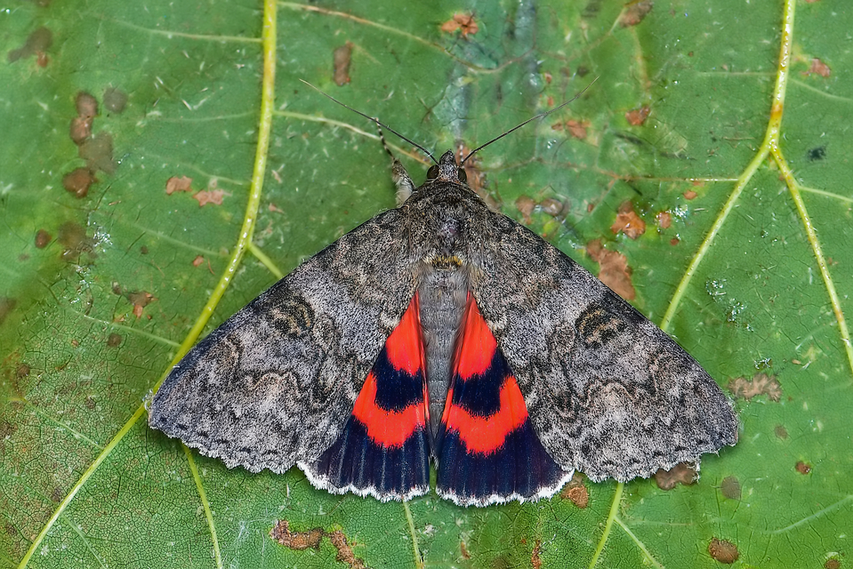 Catocala nupta - piros övesbagoly