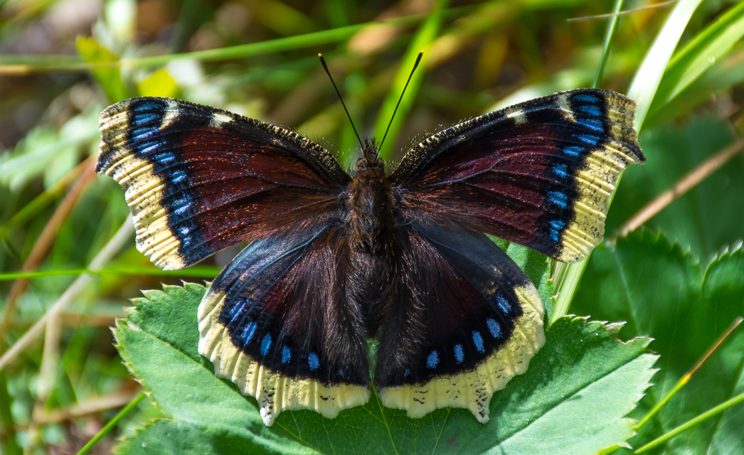 Nymphalis antiopa - gyászlepke