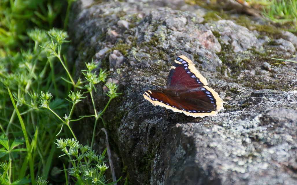 Nymphalis antiopa - gyászlepke