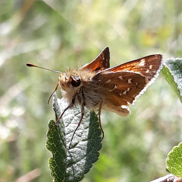 Hesperia comma - vesszős busalepke