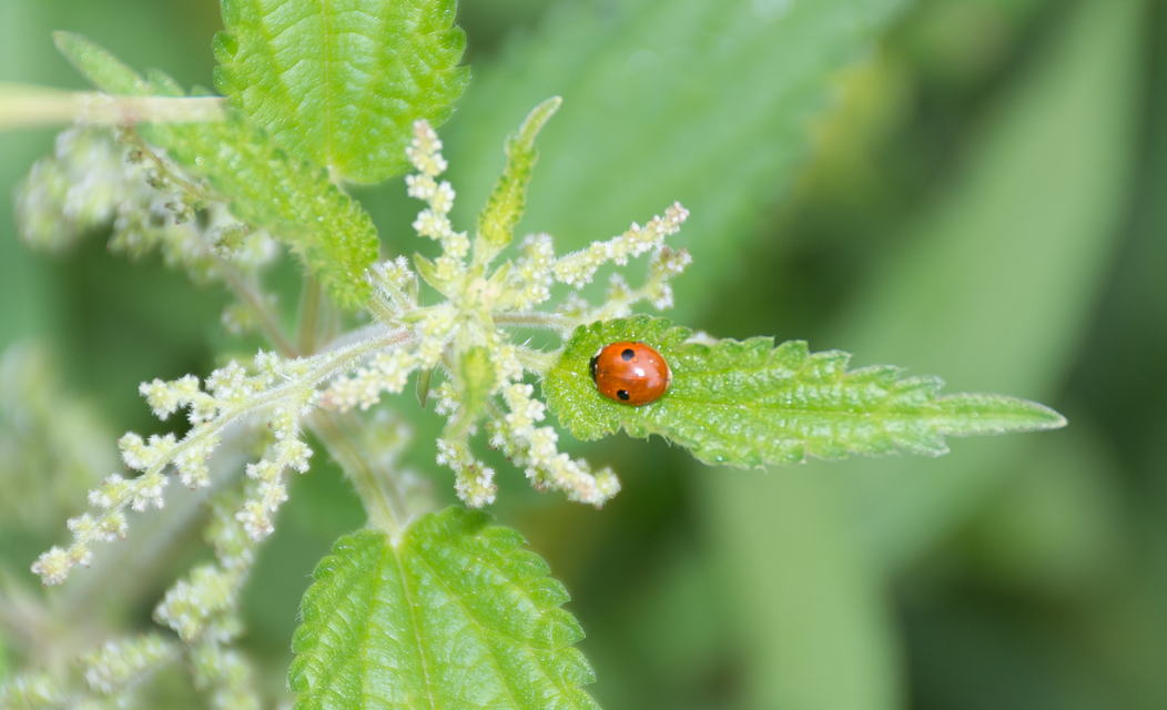 Adalia bipunctata - kétpettyes katica