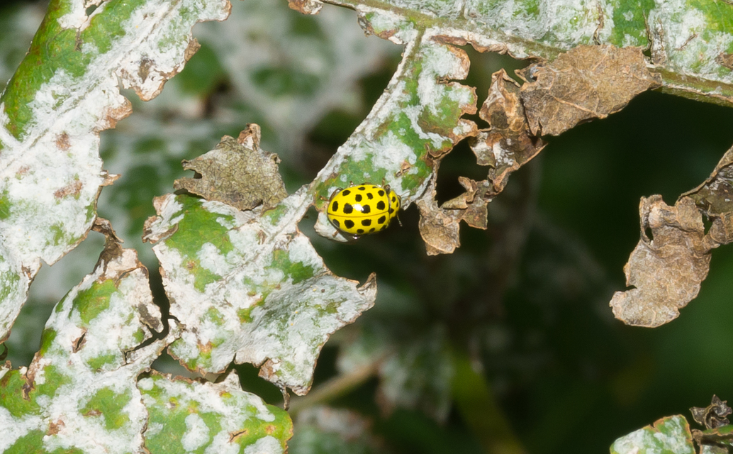 Psyllobora vigintiduopunctata - huszonkétpettyes katica
