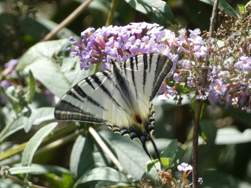 Iphiclides podalirius - kardoslepke