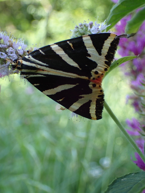 Euplagia quadripunctaria - csíkos medvelepke