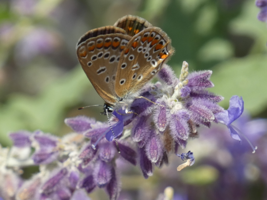 Polyommatus icarus - közönséges boglárka