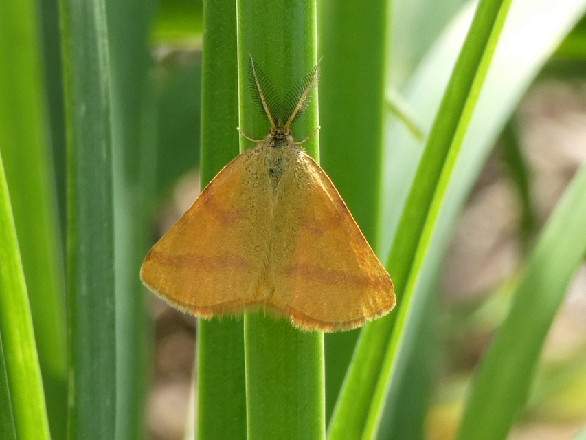 Lythria purpuraria - bíborsávos araszoló