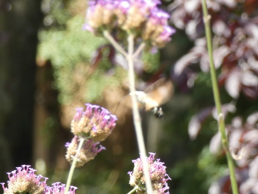 Macroglossum stellatarum - kacsafarkú szender
