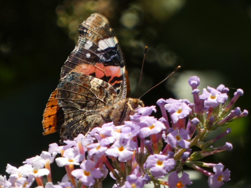 Vanessa atalanta - atalantalepke