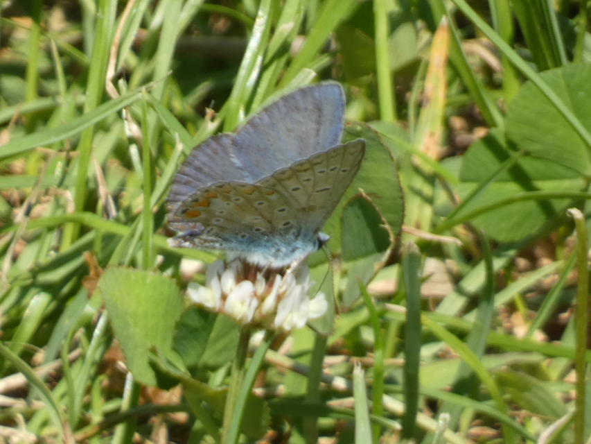 Polyommatus icarus - közönséges boglárka