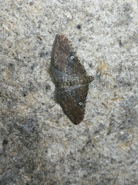Orthonama obstipata - vándoraraszoló