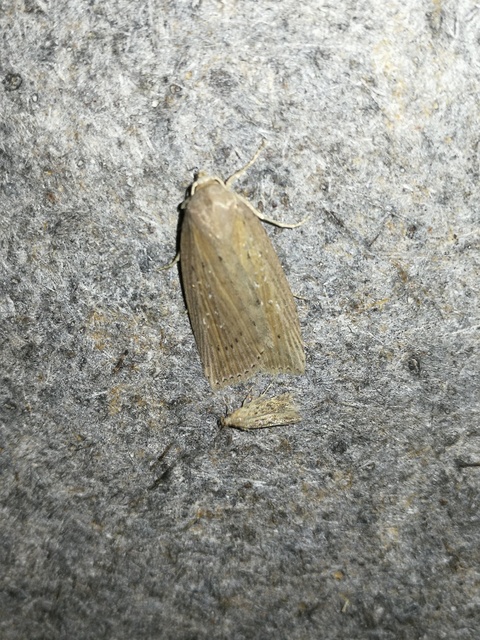 Chilodes maritima - négyfoltos nádibagoly