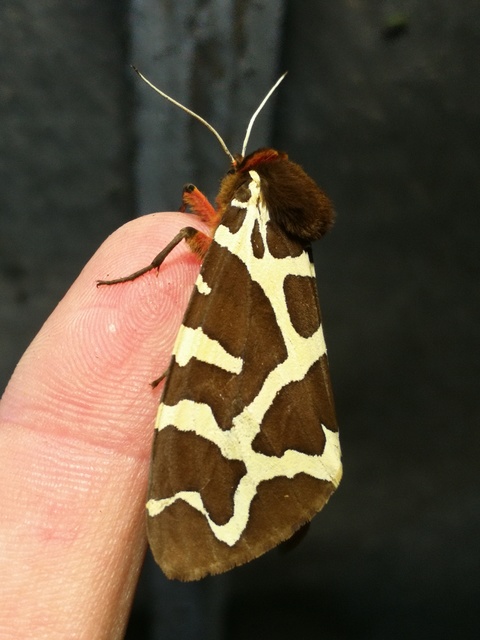 Arctia caja - közönséges medvelepke