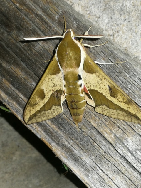 Hyles euphorbiae - kutyatejszender