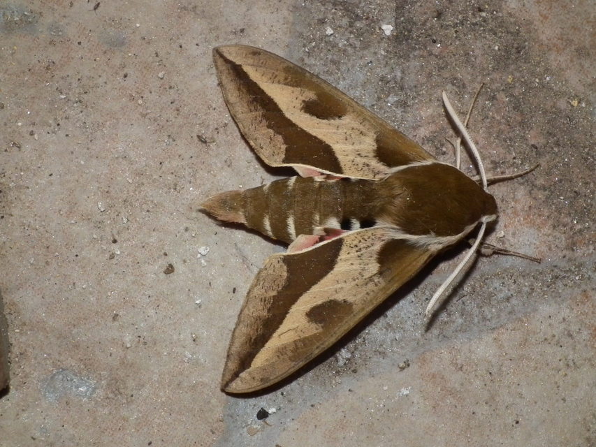 Hyles euphorbiae - kutyatejszender