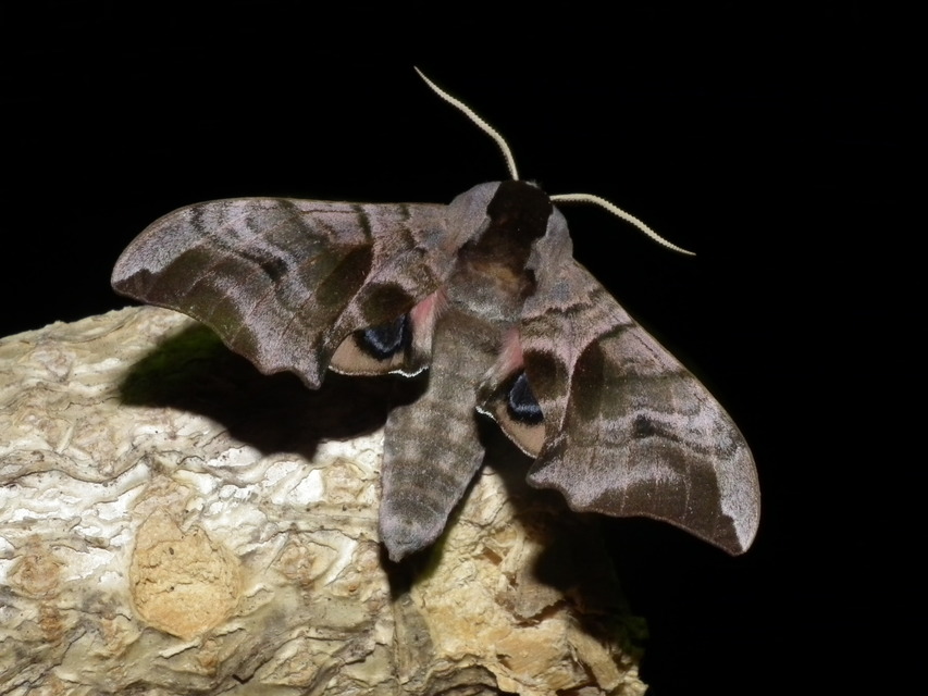 Smerinthus ocellatus - esti pávaszem