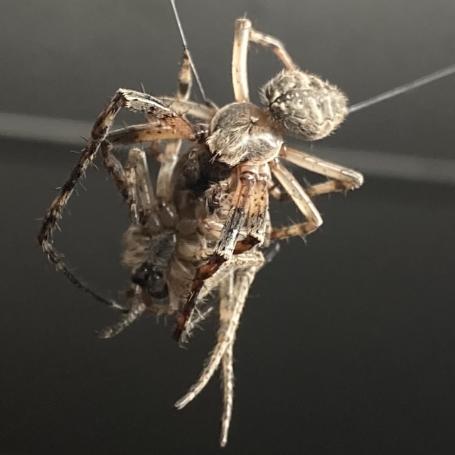 Larinioides ixobolus - ereszalji keresztespók
