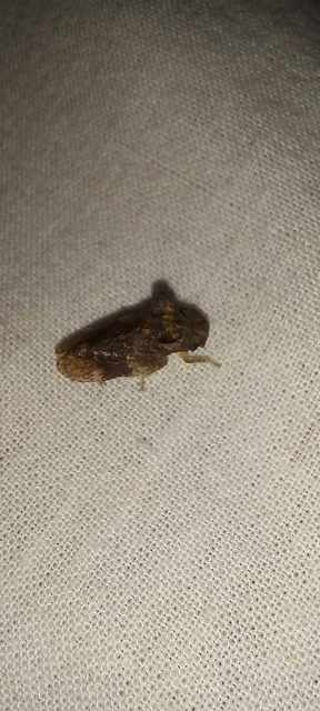 Ledra aurita - füleskabóca