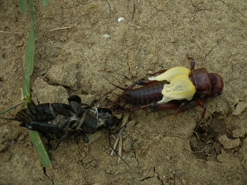 Gryllus campestris - mezei tücsök
