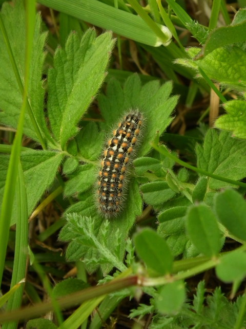 Pentophera morio - réti gyapjaslepke