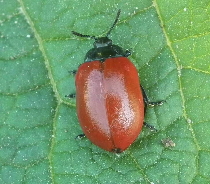 Chrysomela populi - nagy nyárlevelész