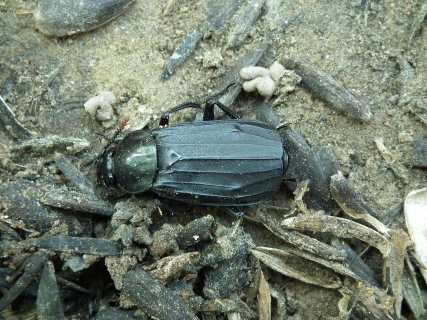Necrodes littoralis - nagy dögbogár