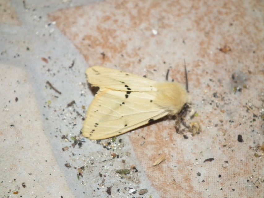 Spilarctia lutea - sárgás medvelepke