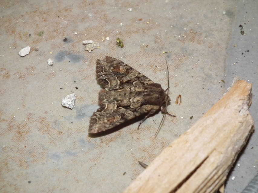 Lacanobia thalassina - borbolya-kertibagoly