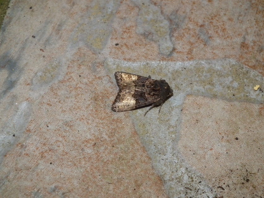 Euplexia lucipara - szeder-csipkésbagoly