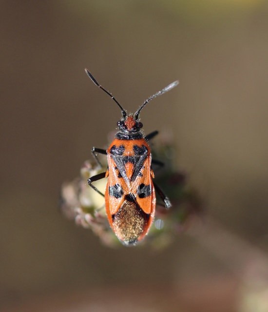 Corizus hyoscyami - piros karimáspoloska