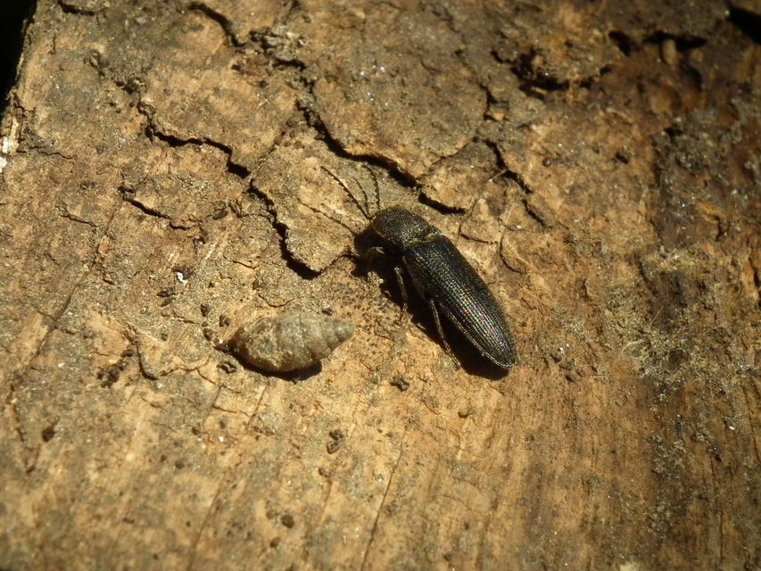 Melanotus punctolineatus - sávos gyászpattanó