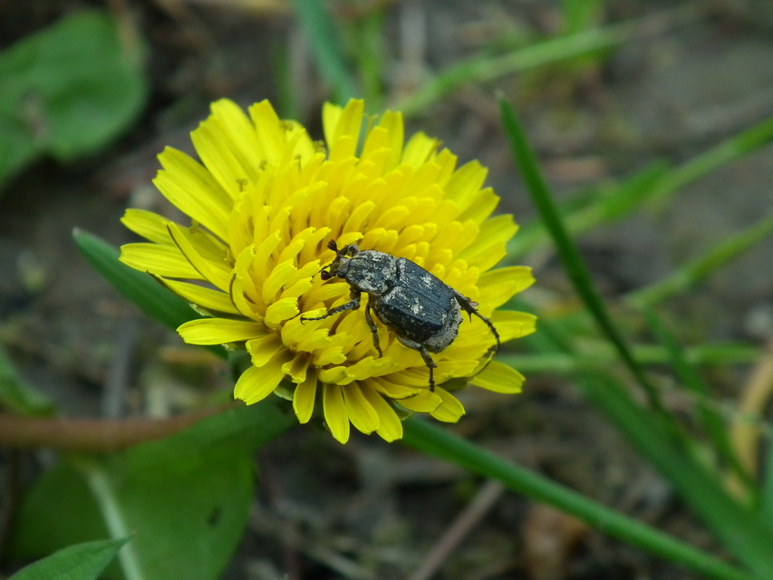 Valgus hemipterus - suta virágbogár