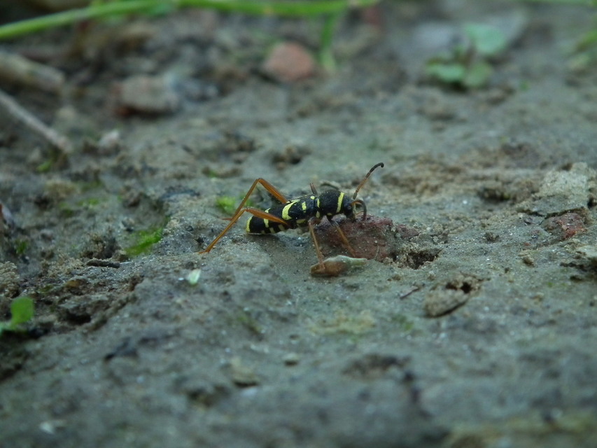 Clytus arietis - közönséges darázscincér