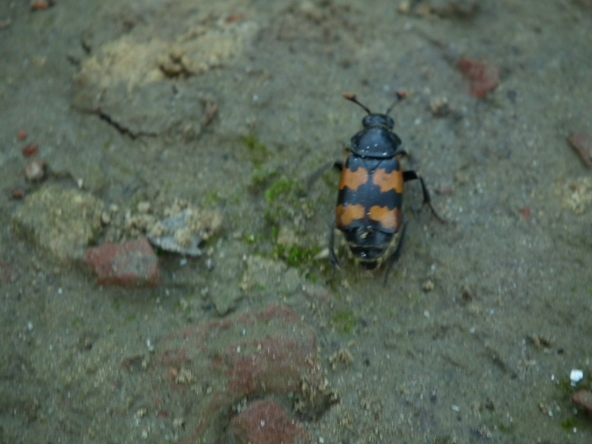Nicrophorus interruptus - sárgaszőrű temetőbogár