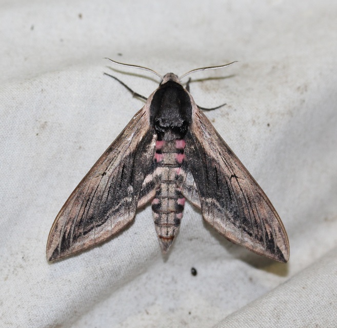 Sphinx ligustri - fagyalszender