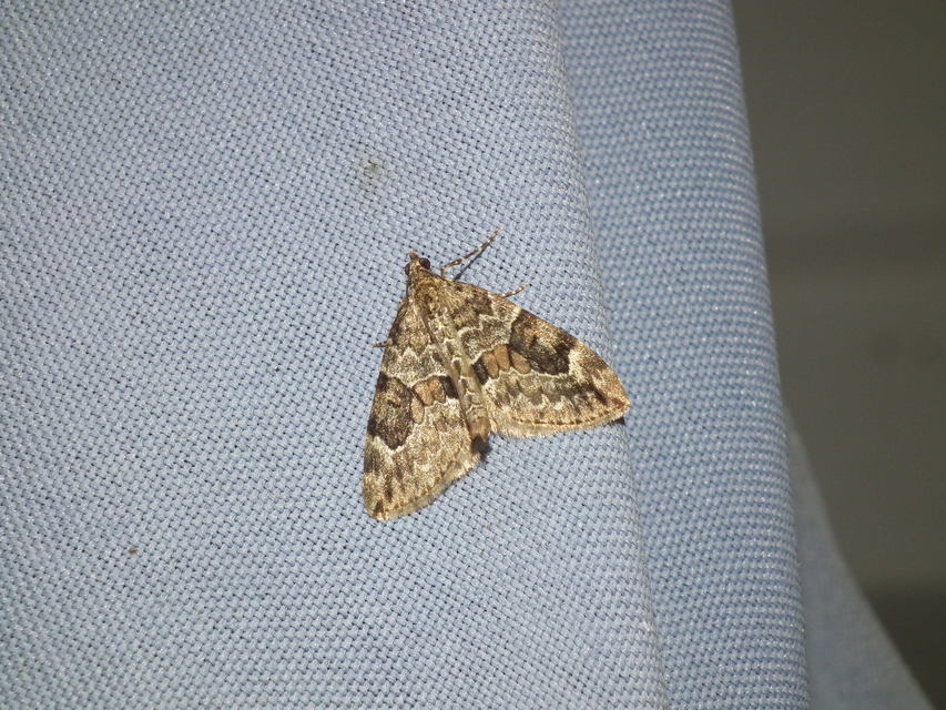 Thera variata/britannica