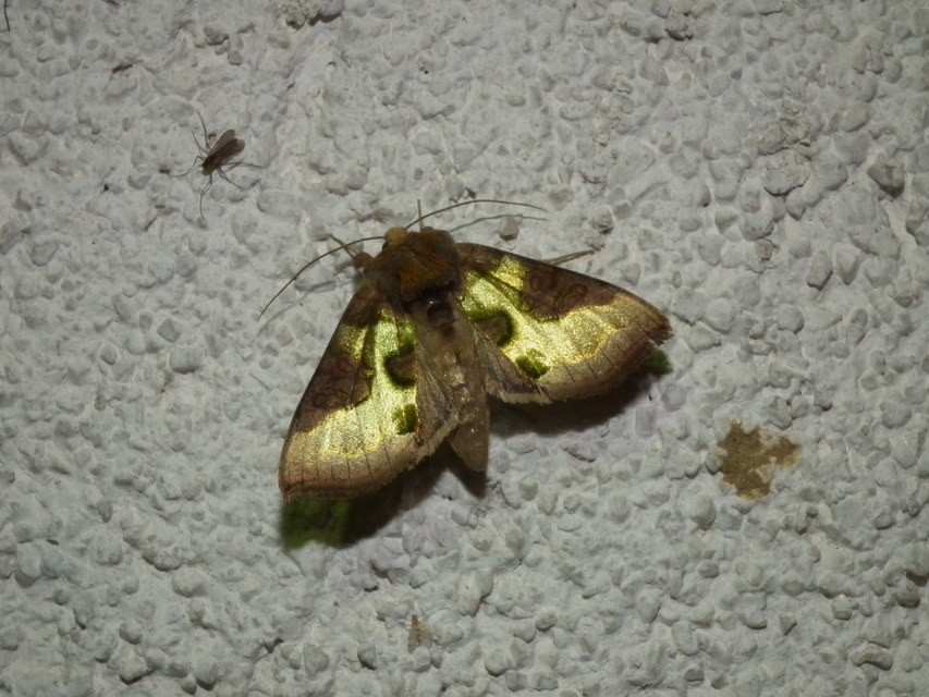 Diachrysia chrysitis - aranybagoly