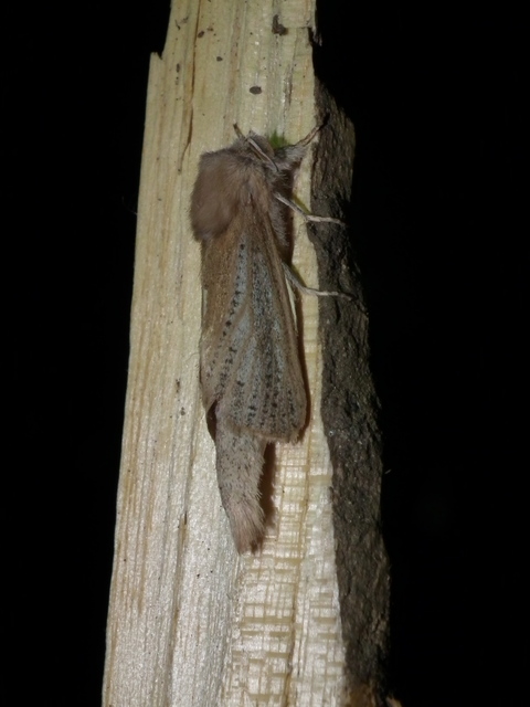 Phragmataecia castaneae - nádfúrólepke