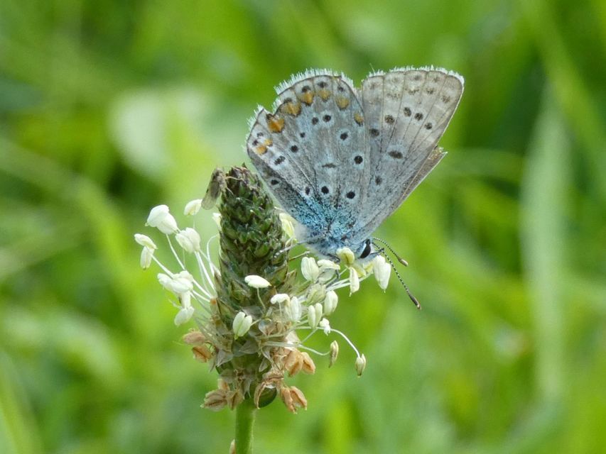 Polyommatus icarus - közönséges boglárka
