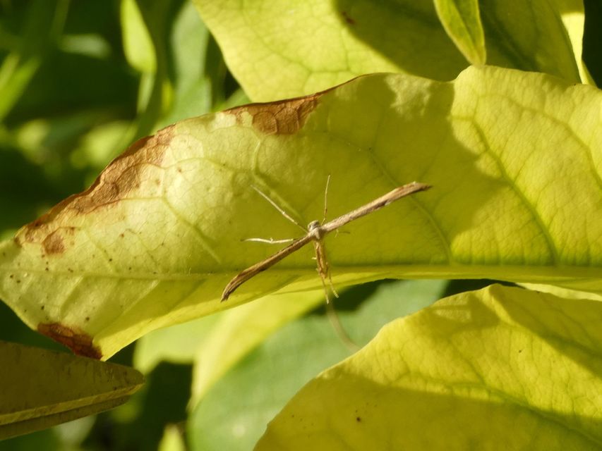Pterophoridae - tollasmolyfélék