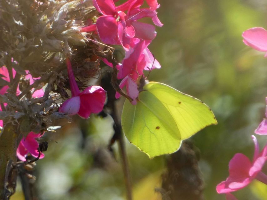 Gonepteryx rhamni - citromlepke