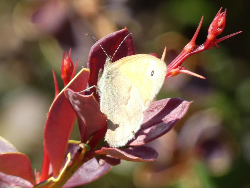 Coenonympha pamphilus - kis szénalepke