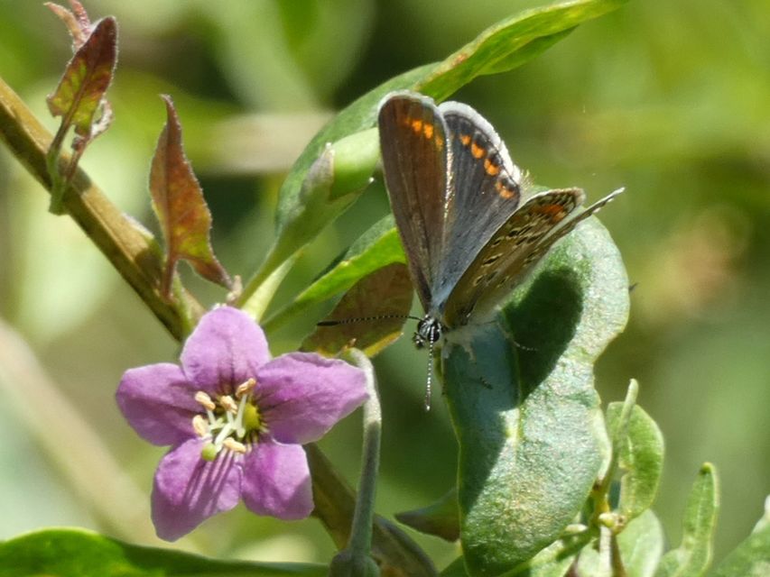 Polyommatus icarus - közönséges boglárka