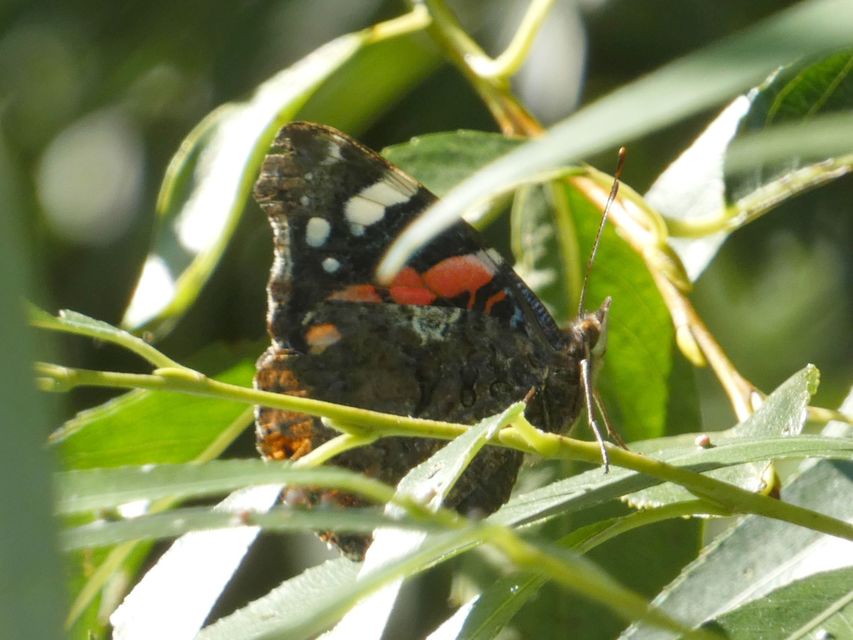 Vanessa atalanta - atalantalepke