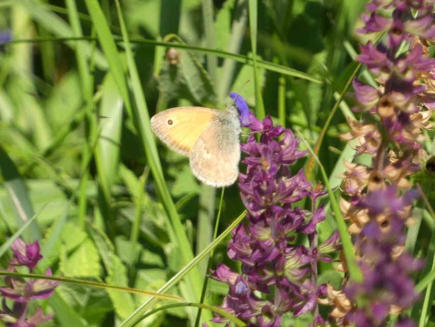Coenonympha pamphilus - kis szénalepke