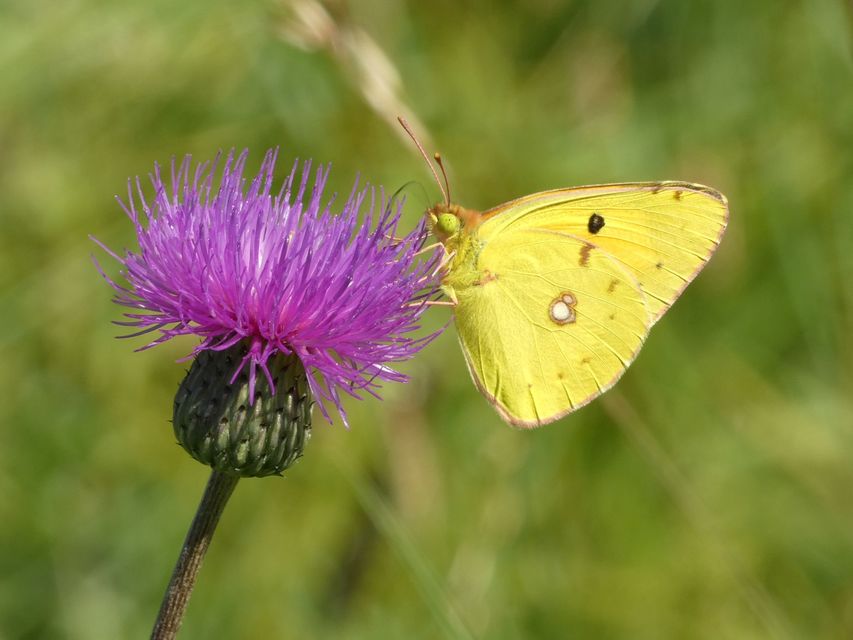 Colias croceus - sáfránylepke