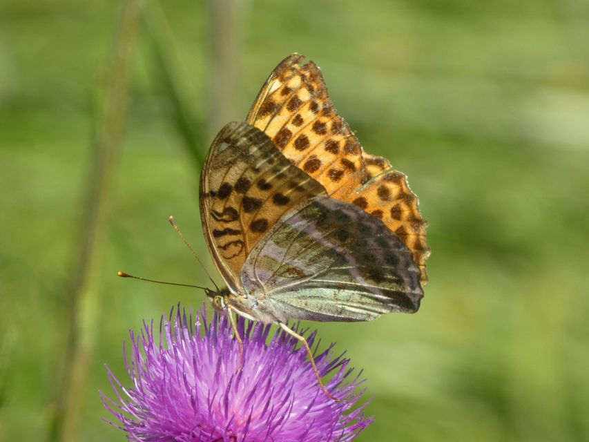 Argynnis paphia - nagy gyöngyházlepke