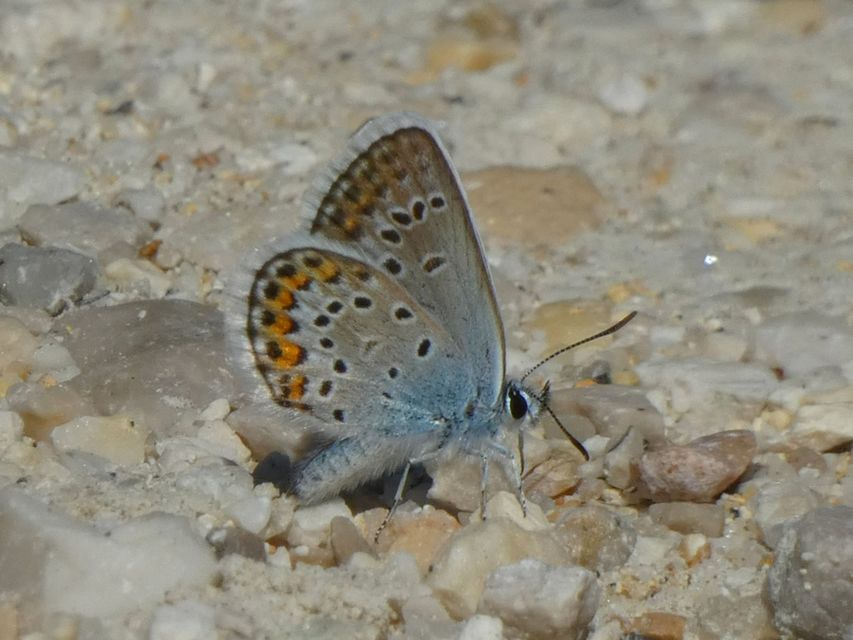Plebejus argus - ezüstös boglárka