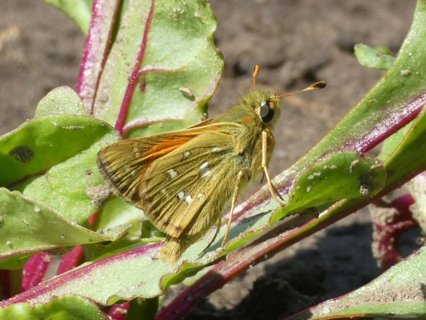 Hesperia comma - vesszős busalepke